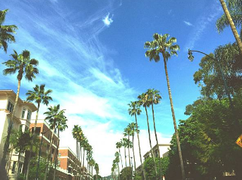 LA Palm Trees