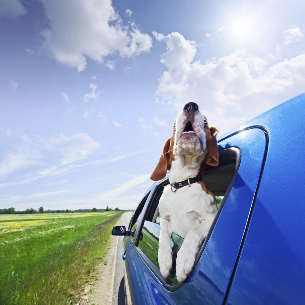 Animal Dog howling