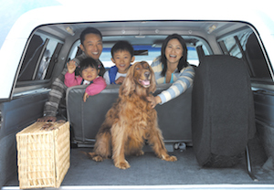 Animal Family in car with dog