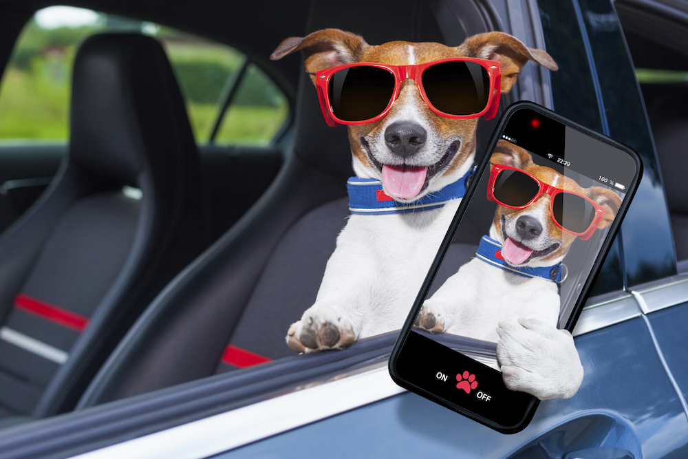Animal Friends REscue dog in car selfie