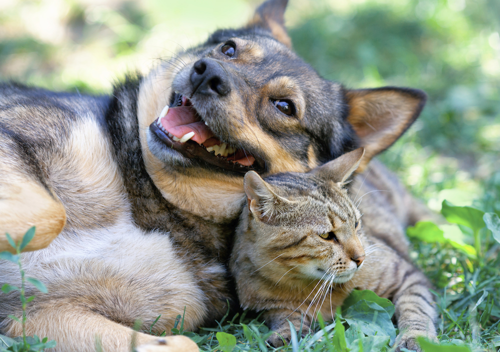 Animal Friends Rescue dog sitting with cat