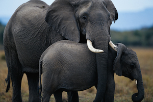 Animal Protection Elephants