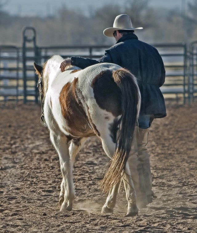cowboy horse pony western 53011